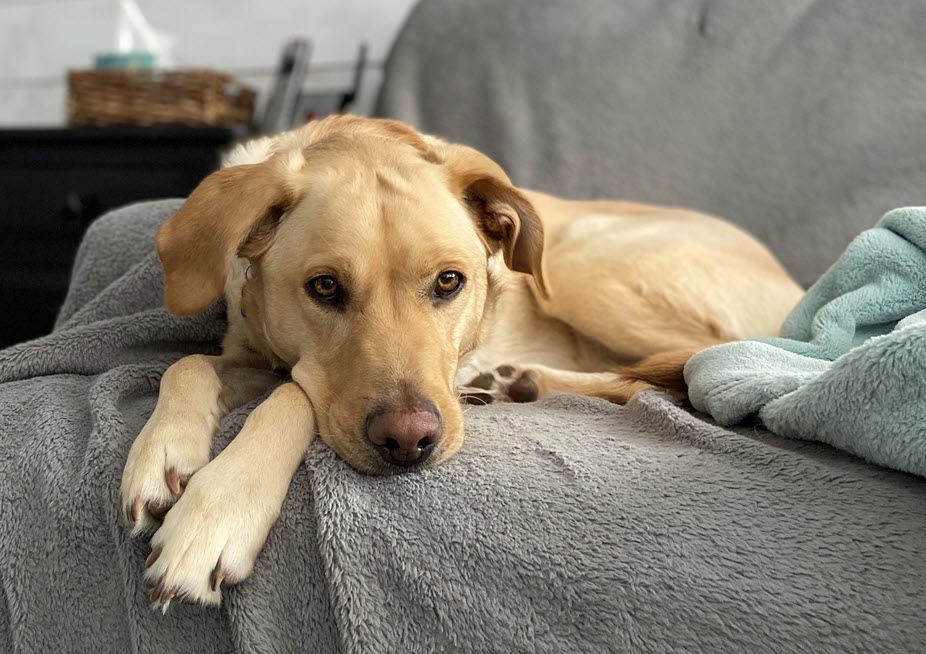 dog on couch